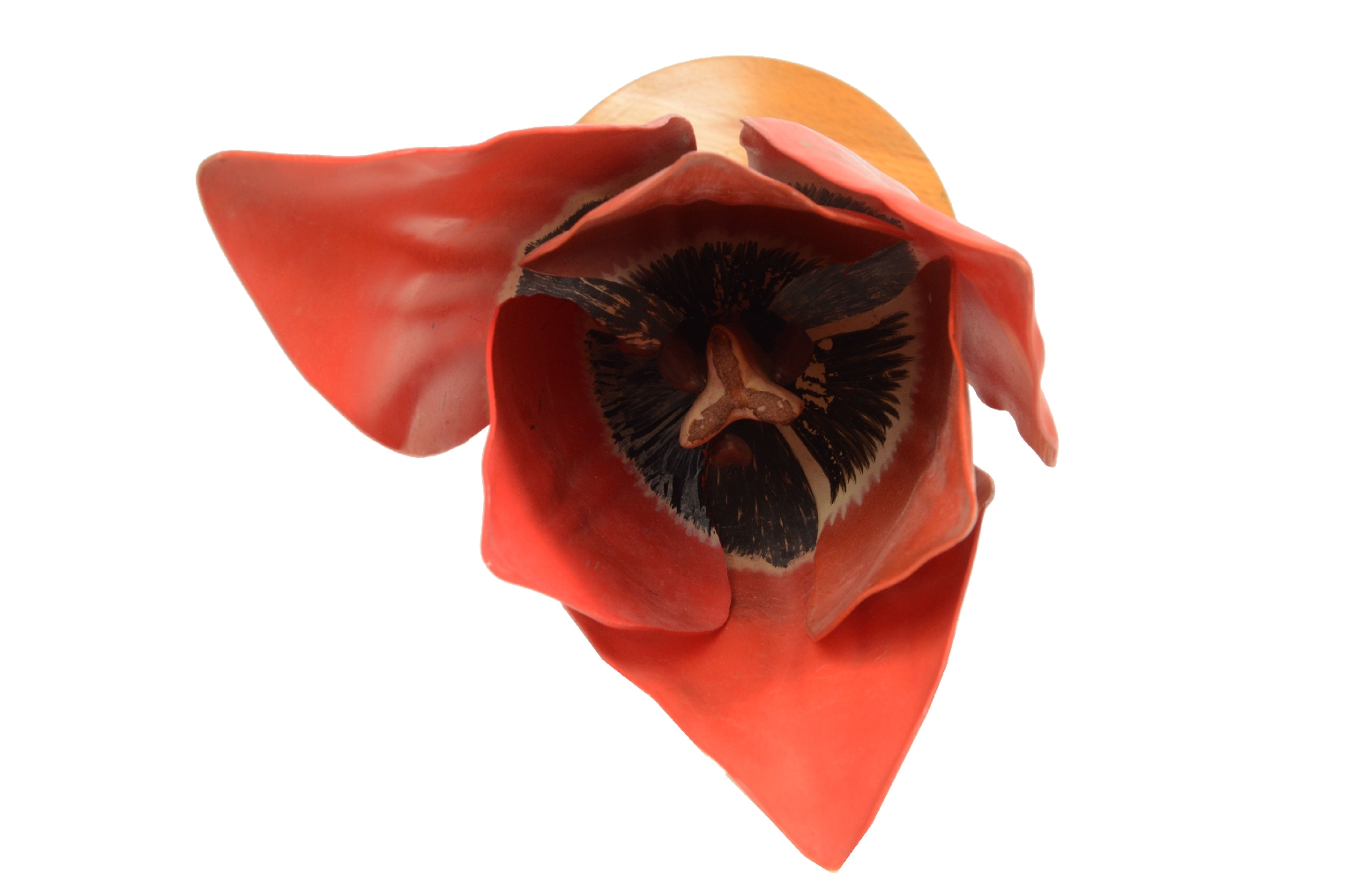 Natural history/2X-Didactic Model