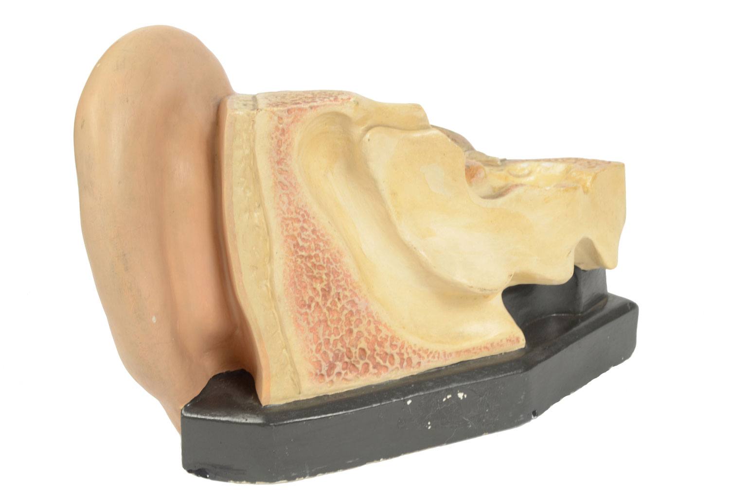 Strumenti medici d'epoca/4164-Modello orecchio