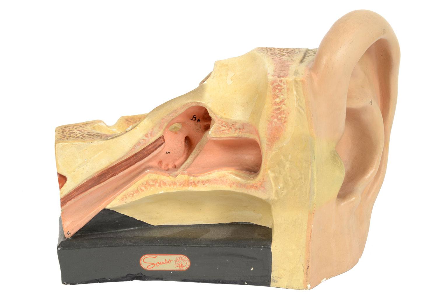 Strumenti medici d'epoca/4164-Modello orecchio