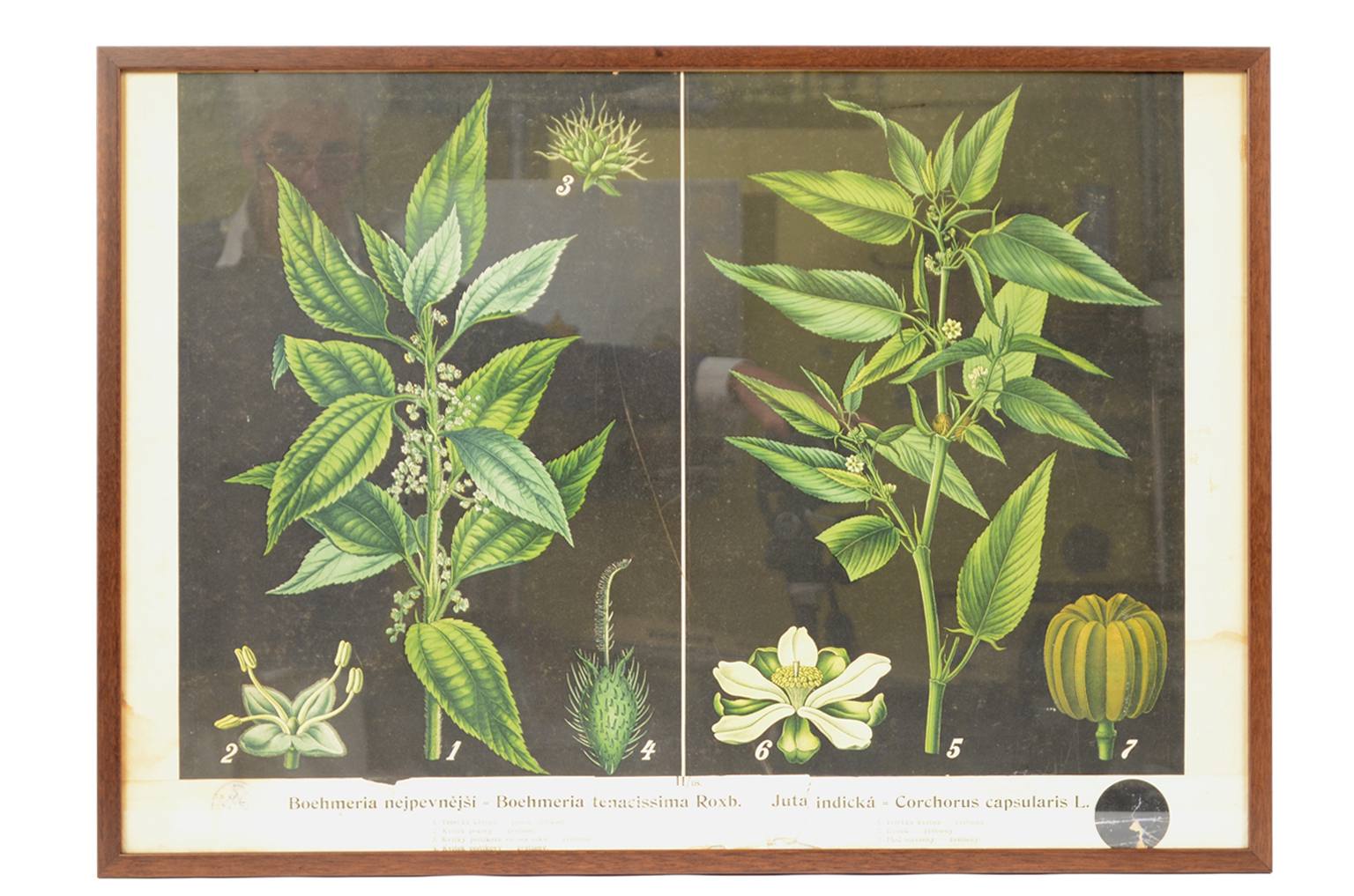 Storia naturale/4187-1-Boehmeria tenacissima