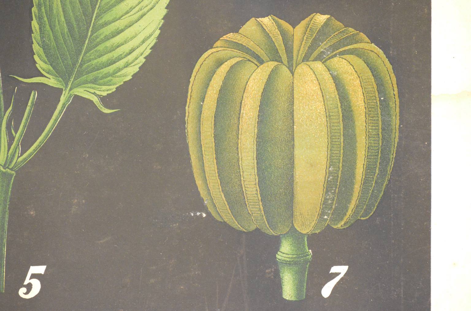 Storia naturale/4187-1-Boehmeria tenacissima