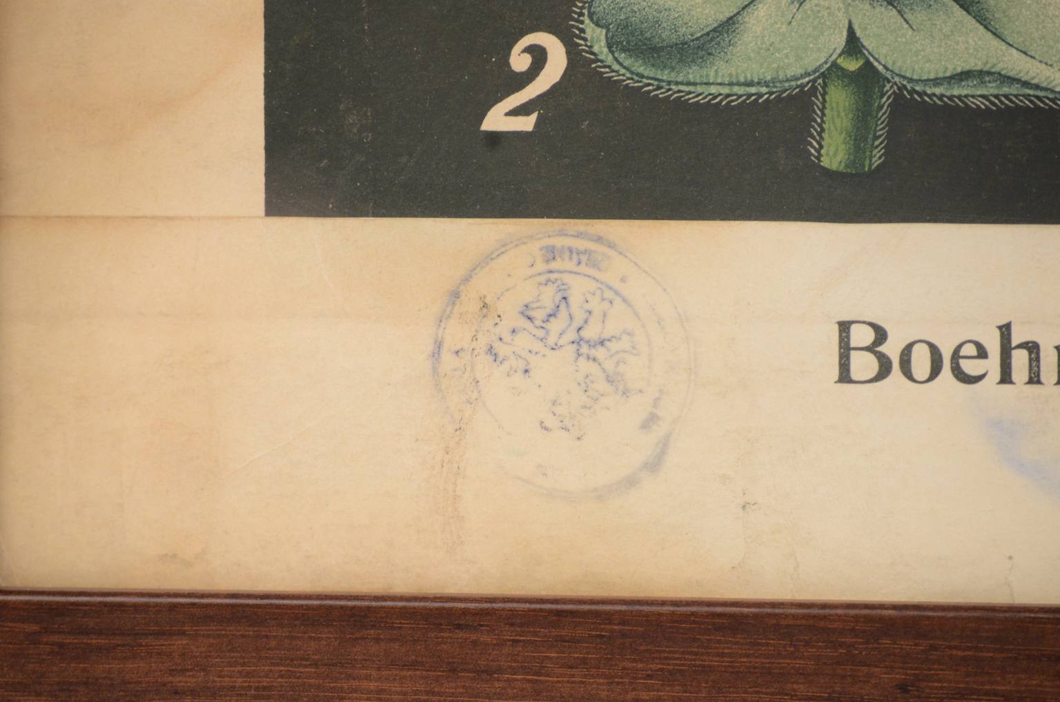 Storia naturale/4187-1-Boehmeria tenacissima