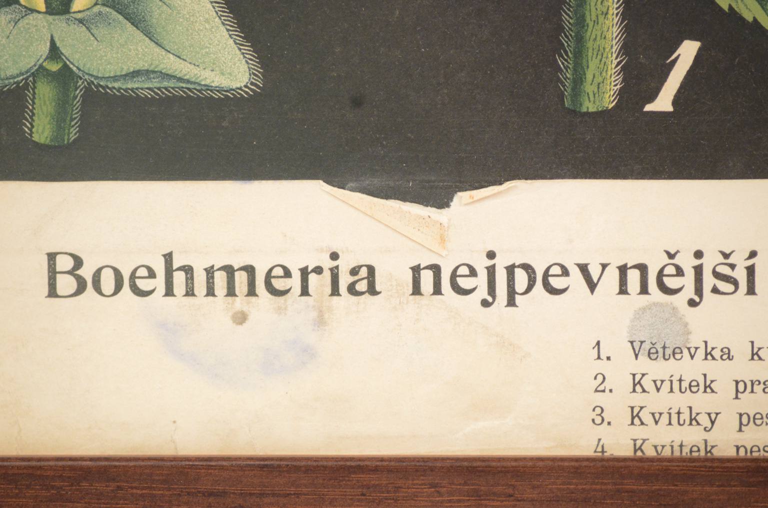 Storia naturale/4187-1-Boehmeria tenacissima