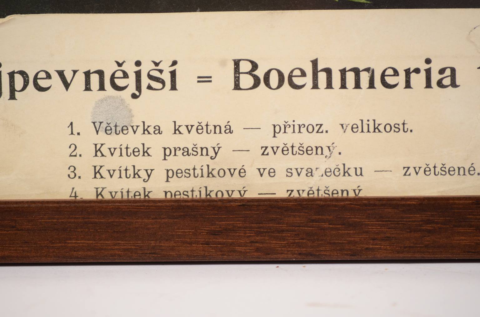 Storia naturale/4187-1-Boehmeria tenacissima