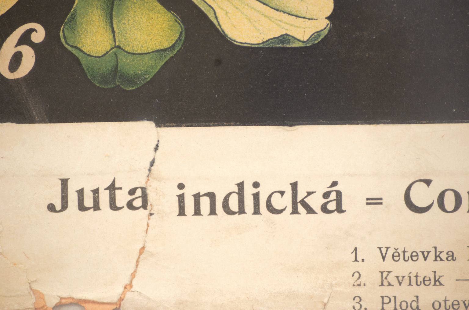 Storia naturale/4187-1-Boehmeria tenacissima