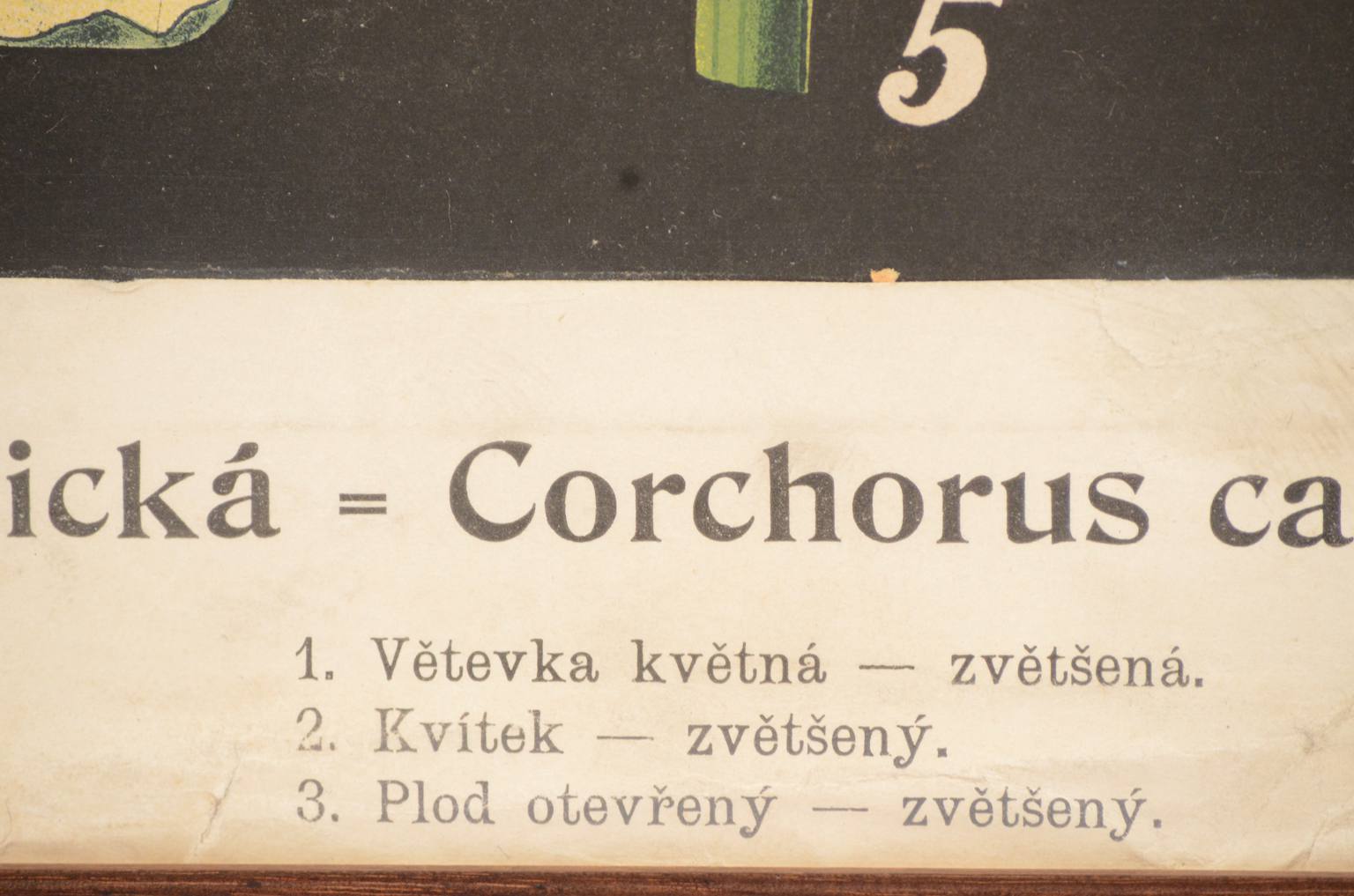 Storia naturale/4187-1-Boehmeria tenacissima