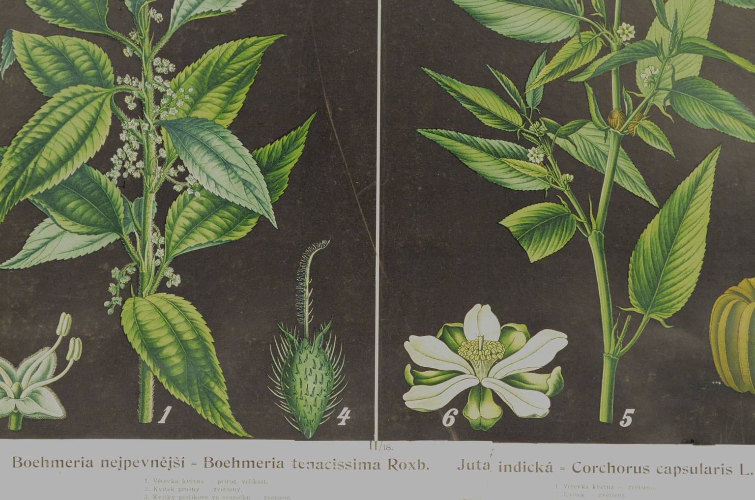 Storia naturale/4187-1-Boehmeria tenacissima