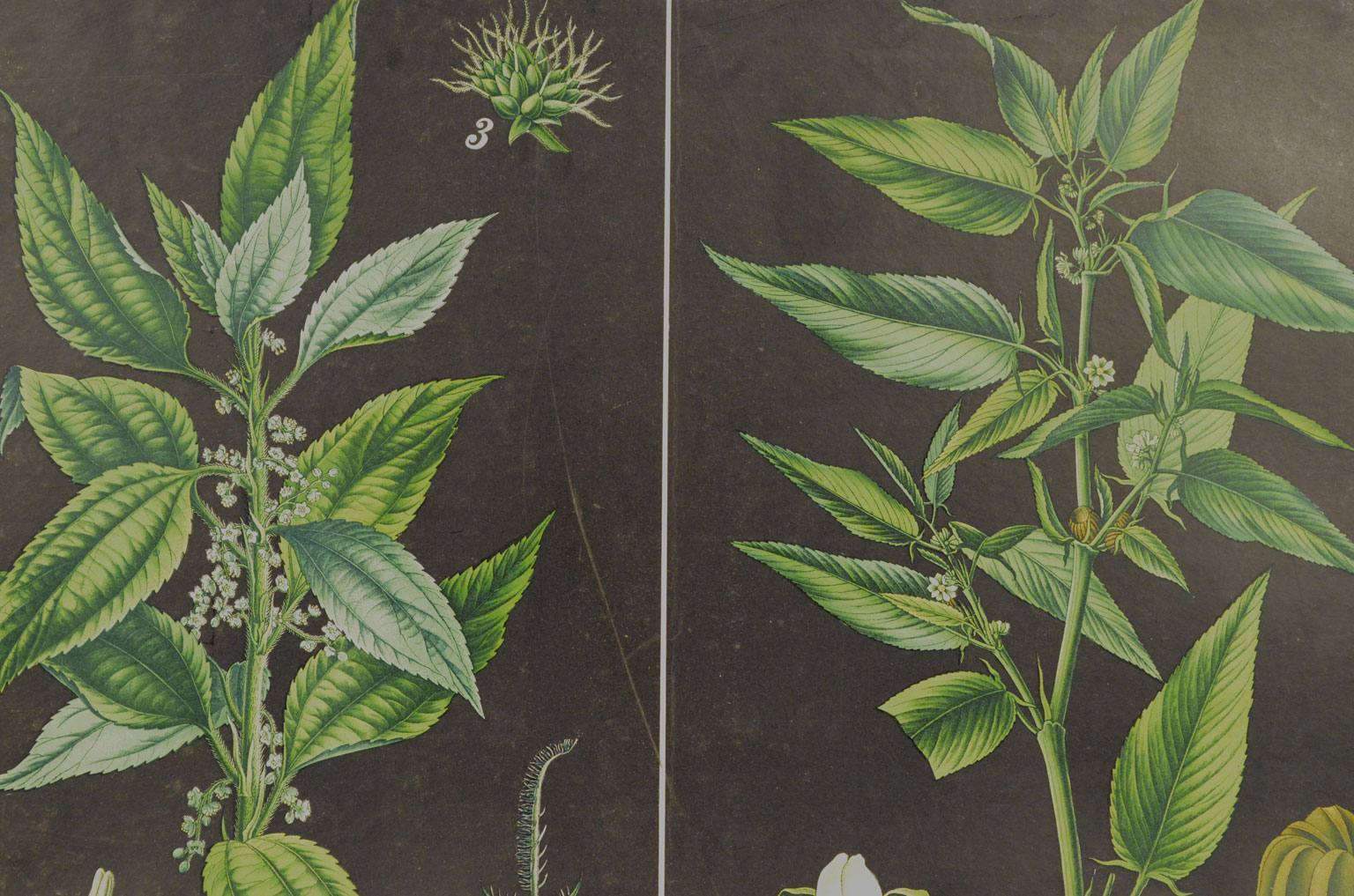 Storia naturale/4187-1-Boehmeria tenacissima