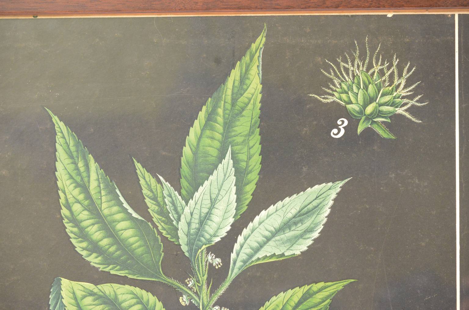 Storia naturale/4187-1-Boehmeria tenacissima