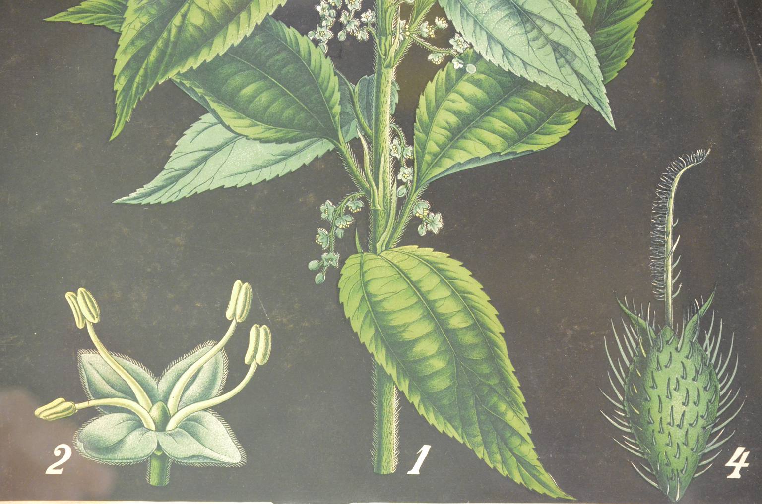 Storia naturale/4187-1-Boehmeria tenacissima