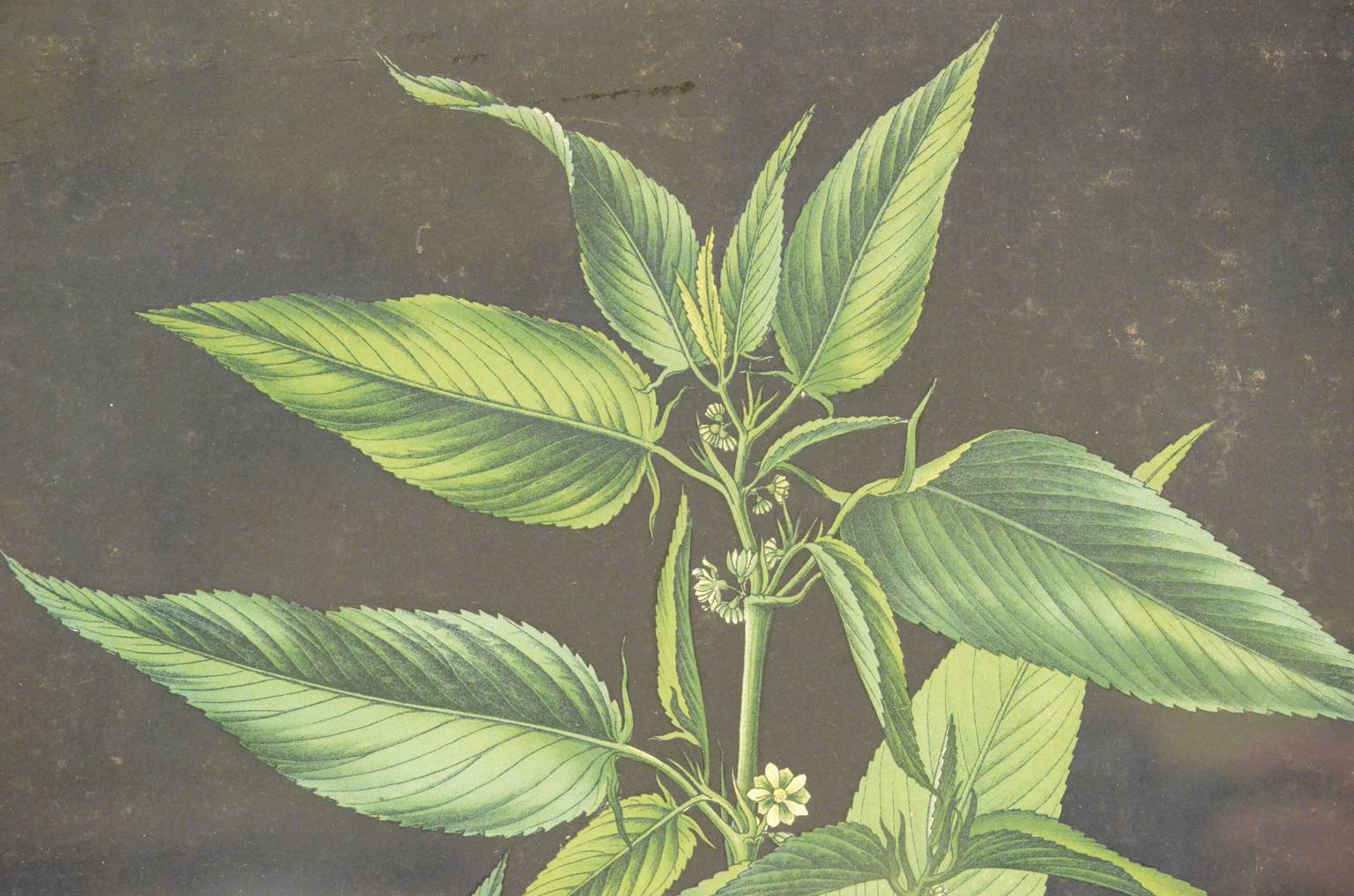 Storia naturale/4187-1-Boehmeria tenacissima