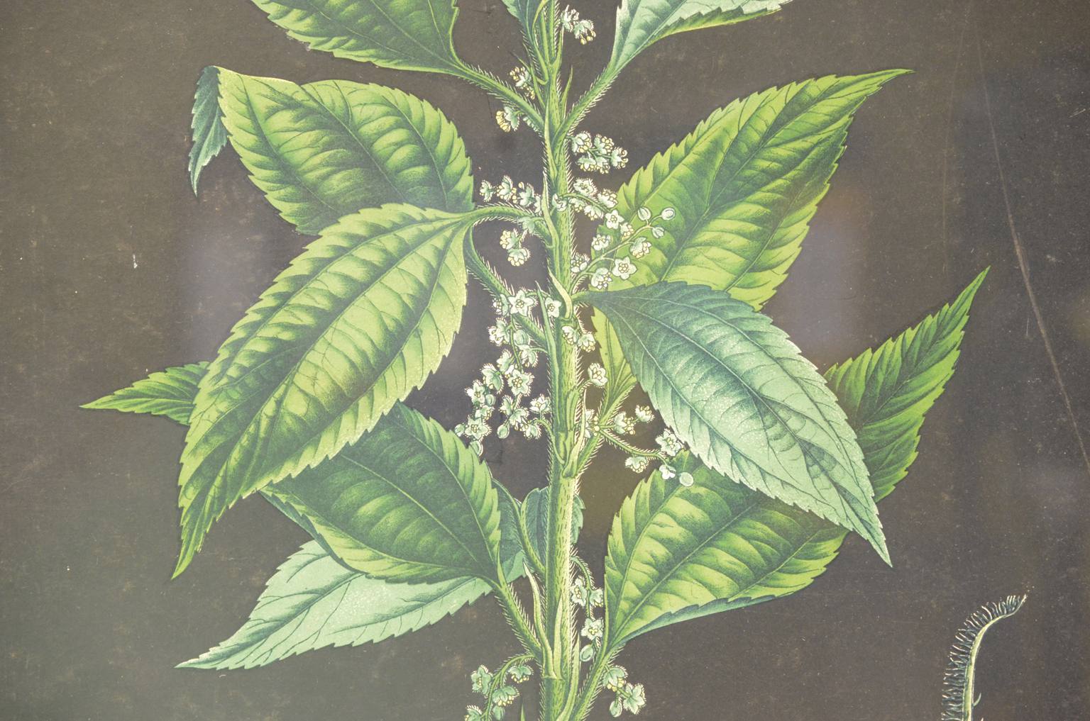 Storia naturale/4187-1-Boehmeria tenacissima