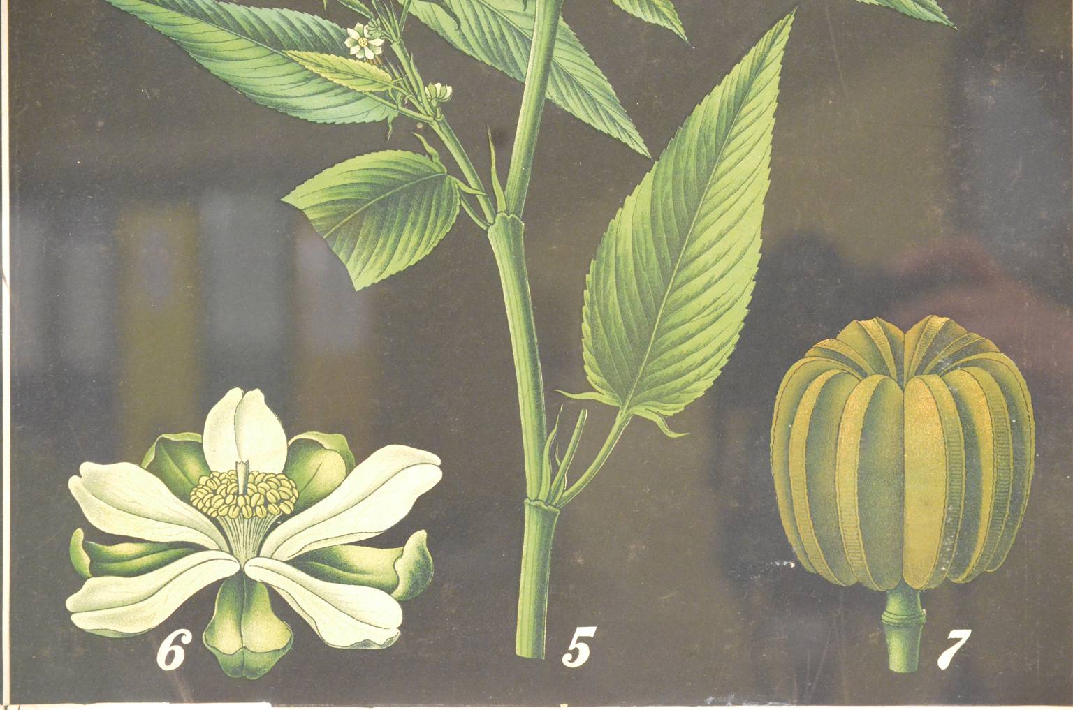 Storia naturale/4187-1-Boehmeria tenacissima