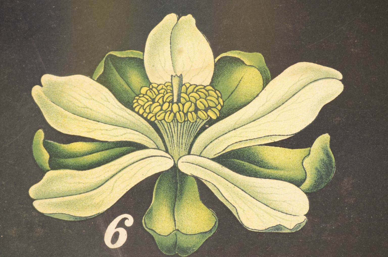 Storia naturale/4187-1-Boehmeria tenacissima