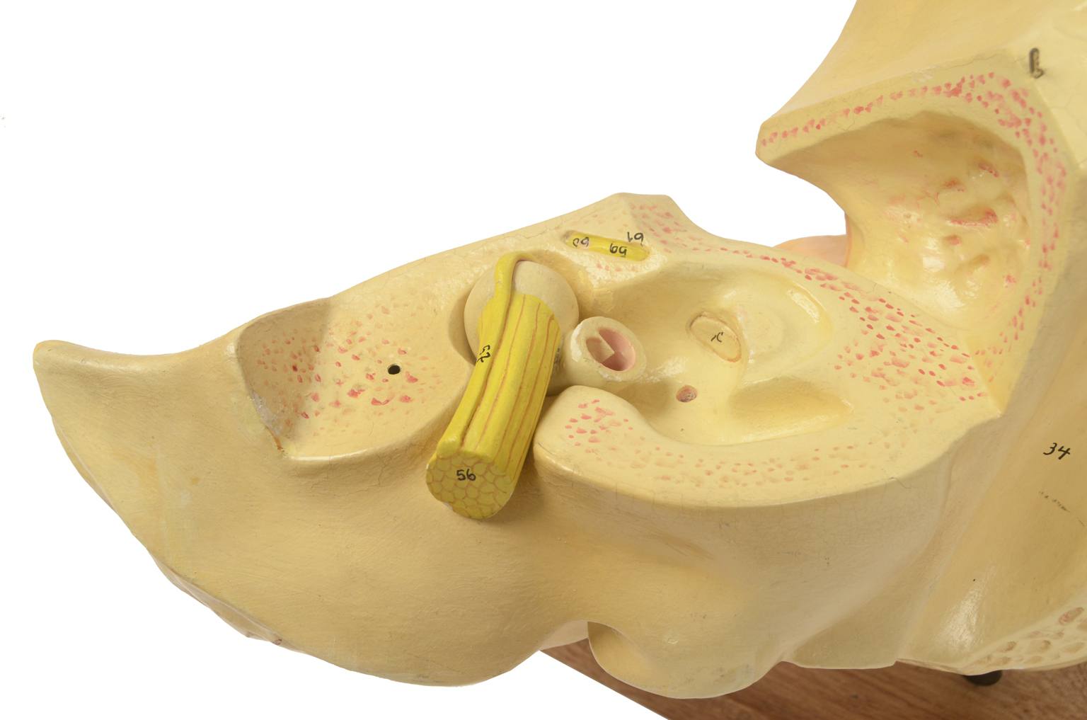 Old medical instruments/5164-Ear model