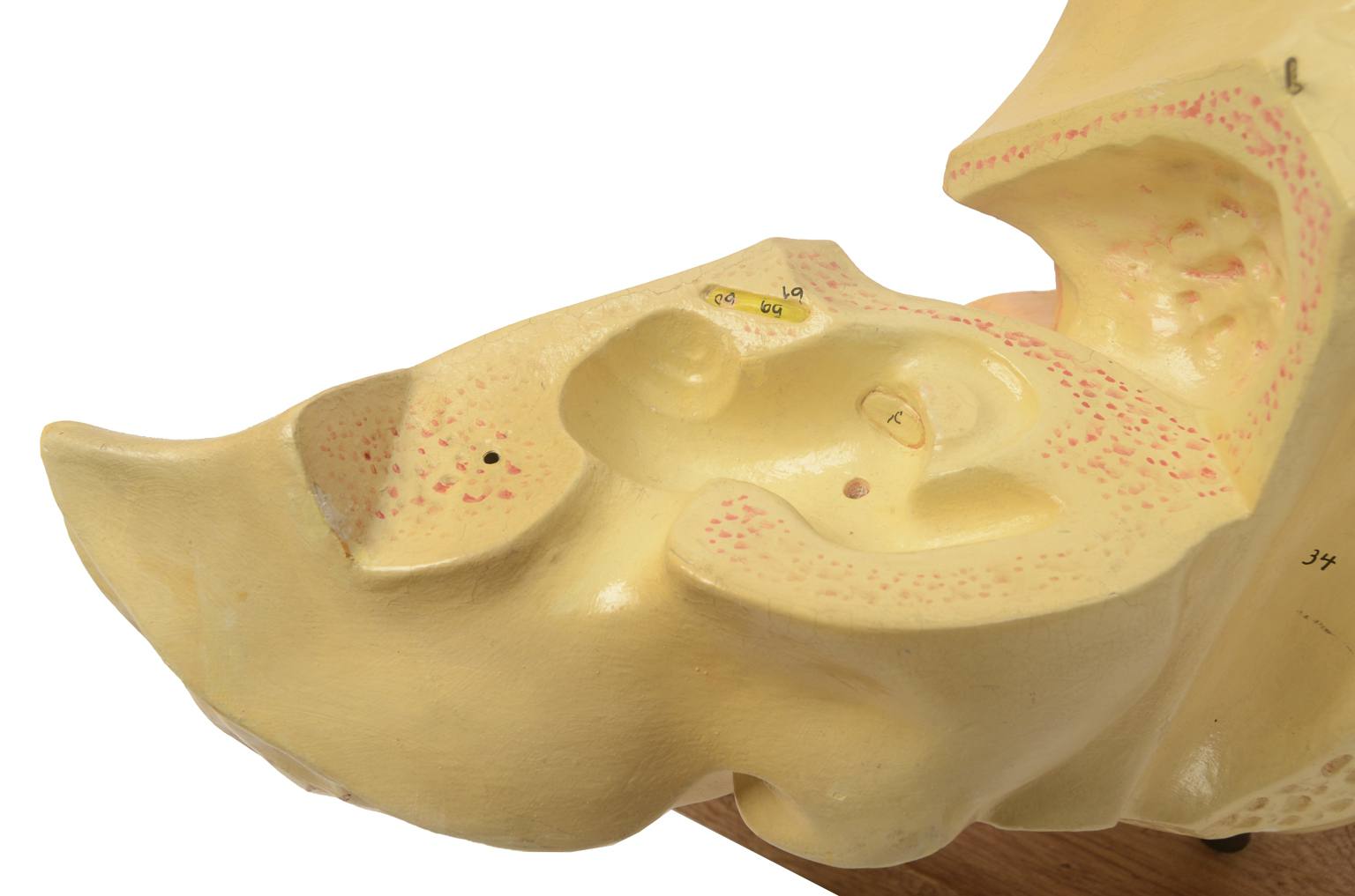 Old medical instruments/5164-Ear model