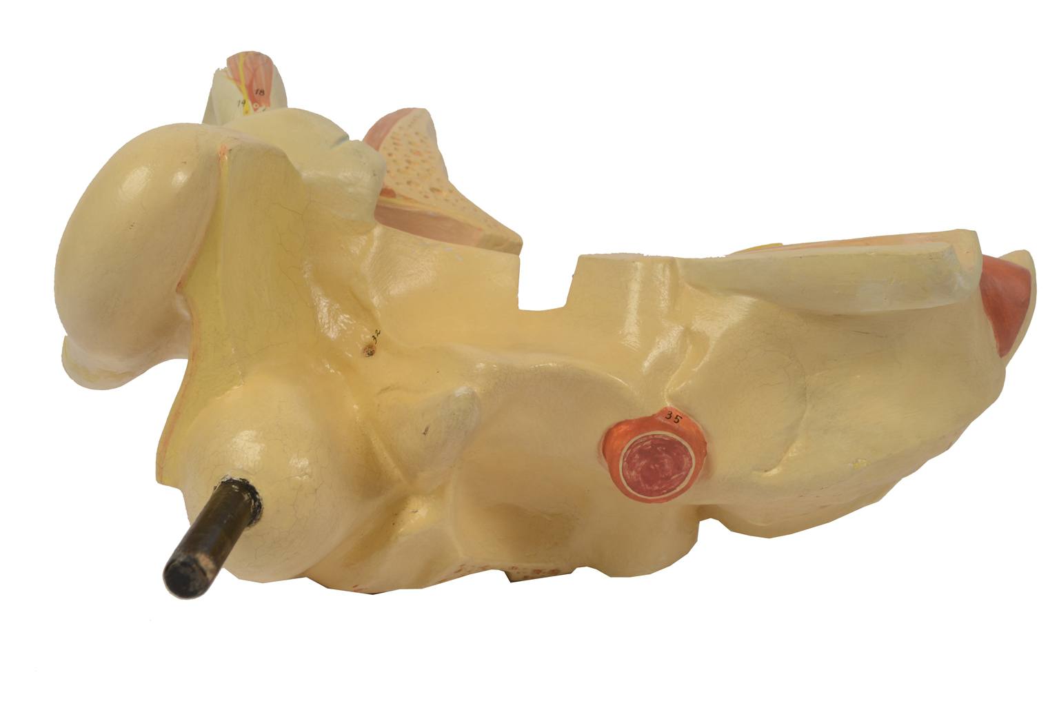 Strumenti medici d'epoca/5164-Modello orecchio