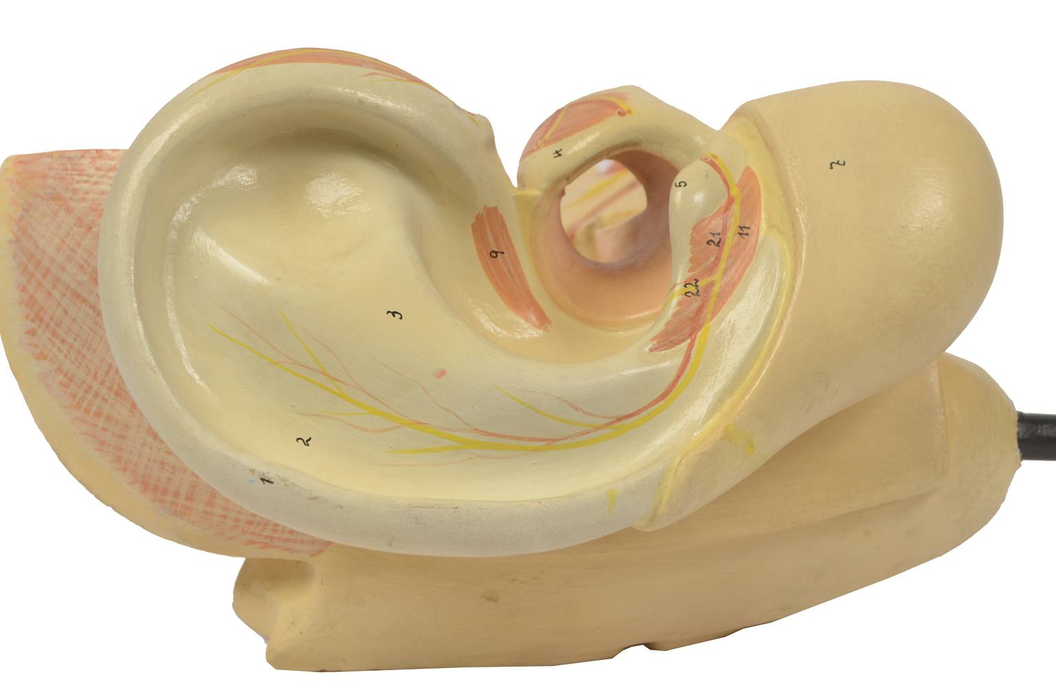 Old medical instruments/5164-Ear model
