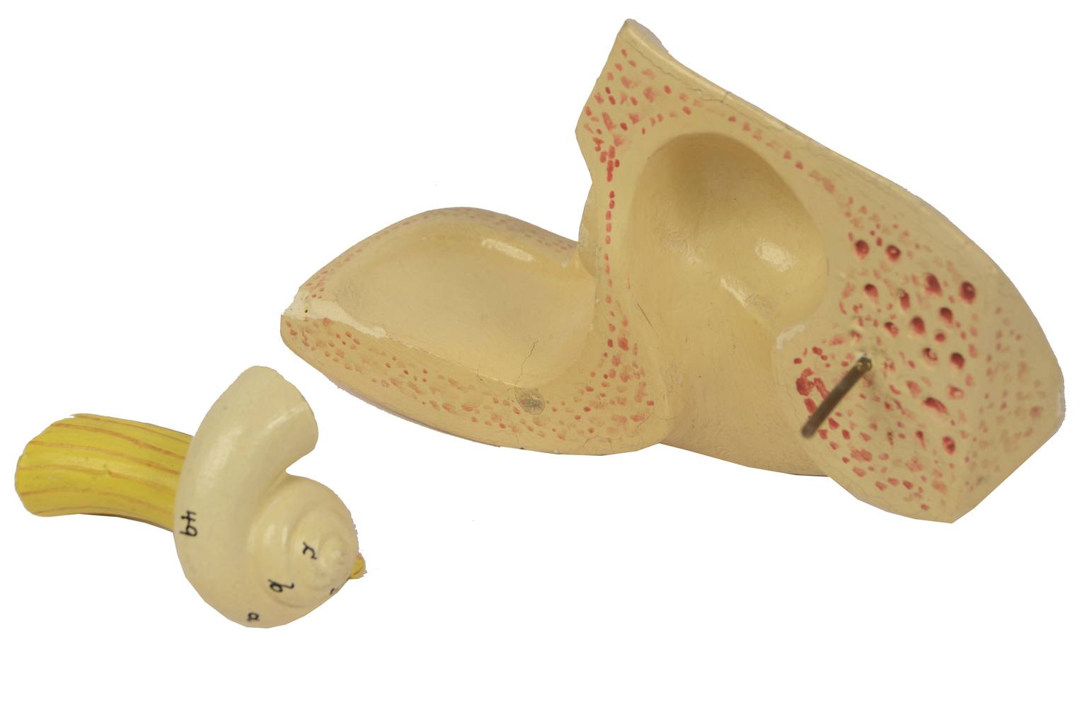 Old medical instruments/5164-Ear model