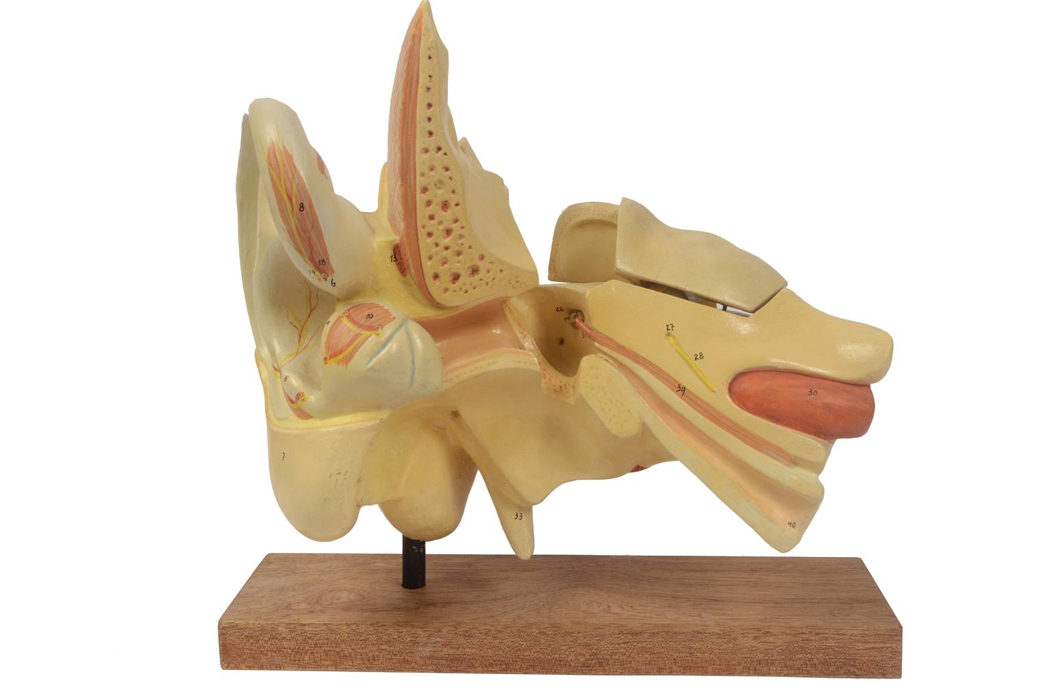 Old medical instruments/5164-Ear model