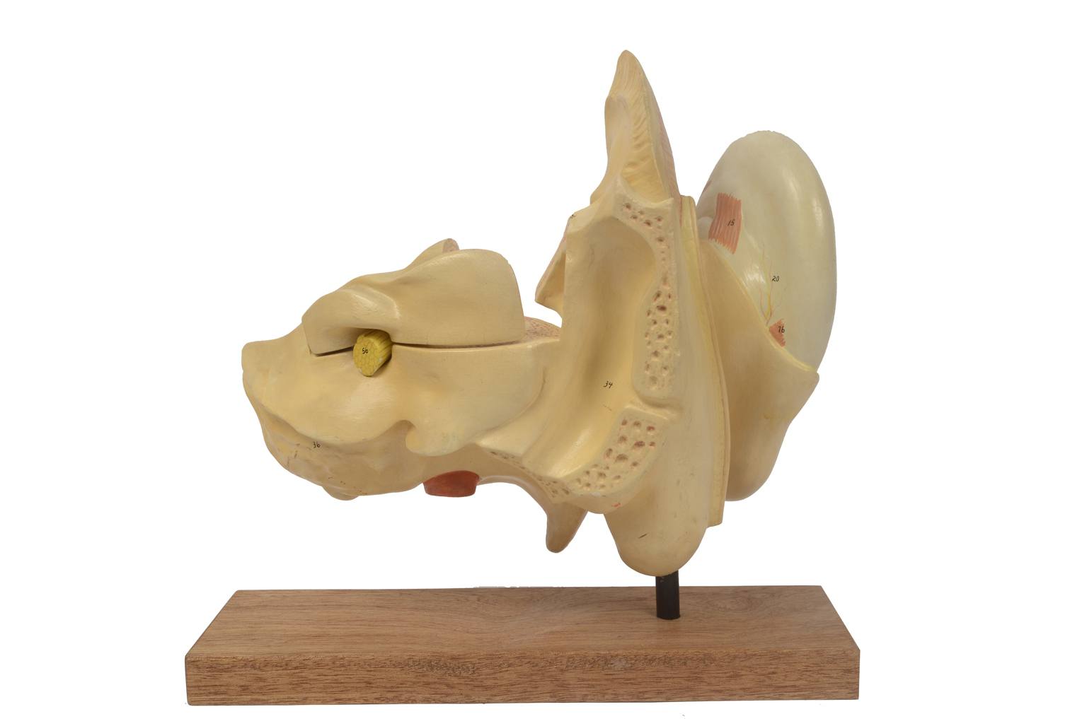 Old medical instruments/5164-Ear model