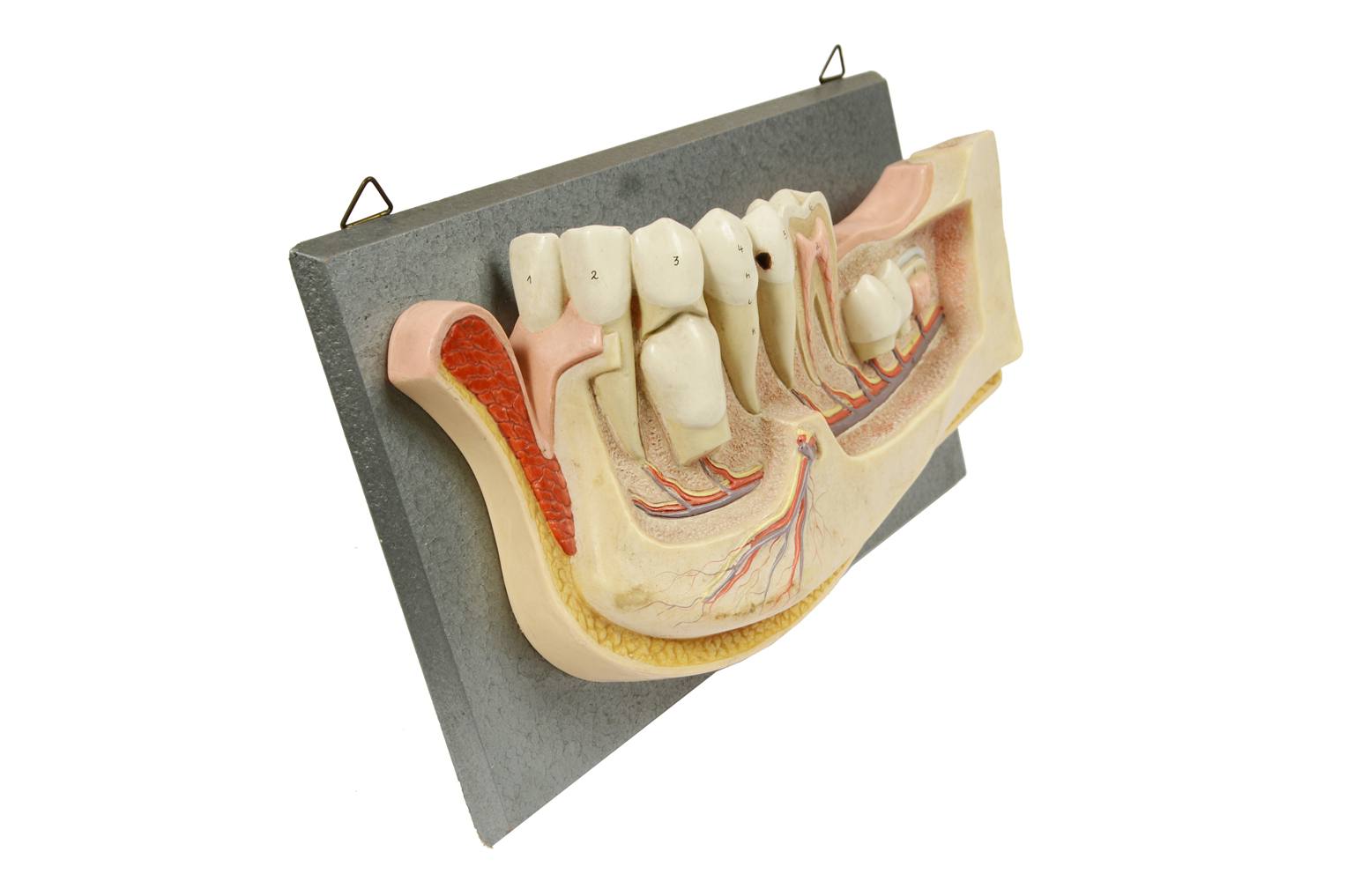 Strumenti medici d'epoca/541A-Modello mandibola