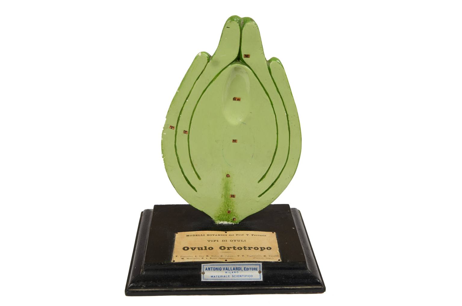 Storia naturale/542A-Modello botanico