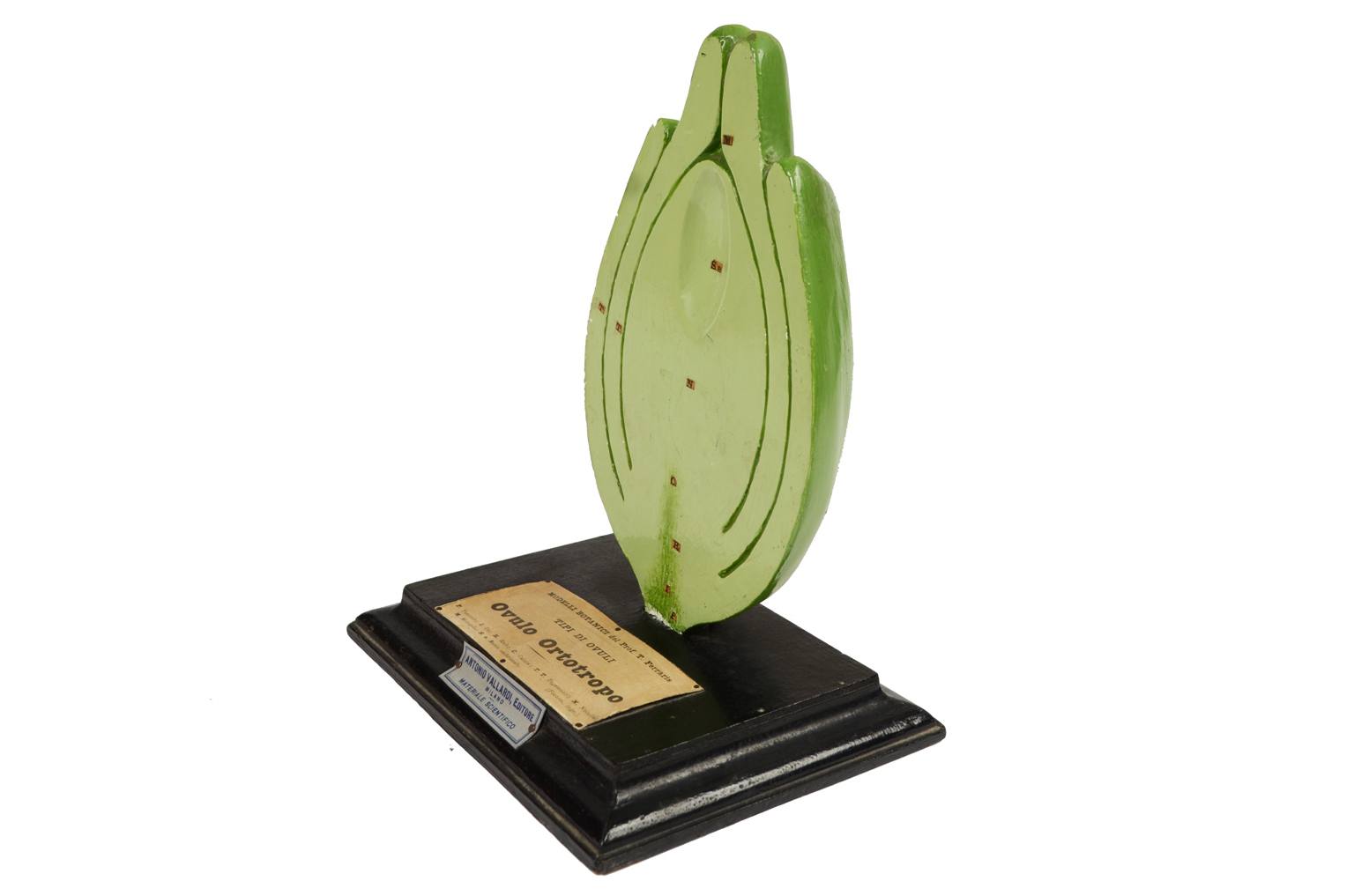 Storia naturale/542A-Modello botanico