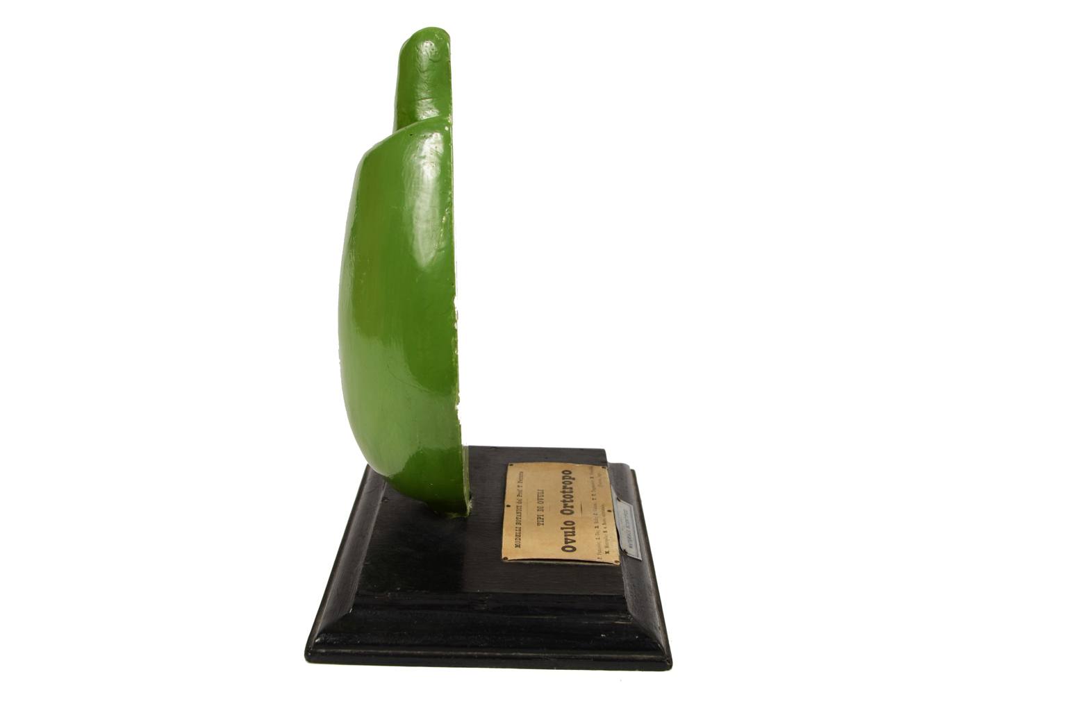 Storia naturale/542A-Modello botanico