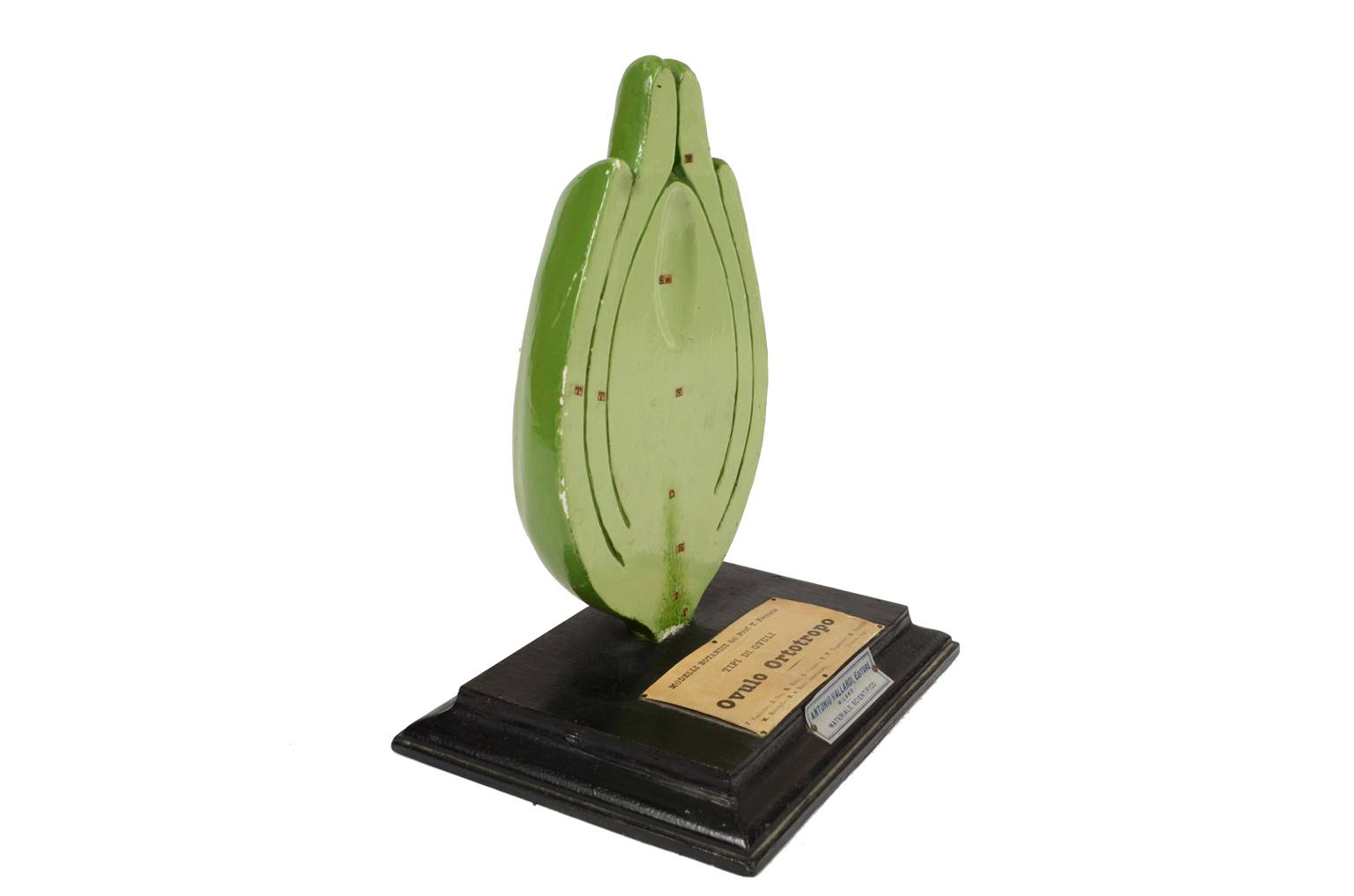 Storia naturale/542A-Modello botanico