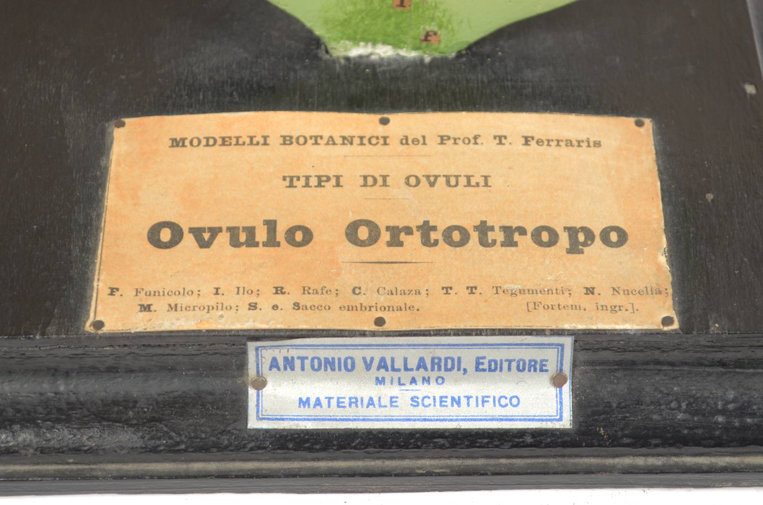 Storia naturale/542A-Modello botanico