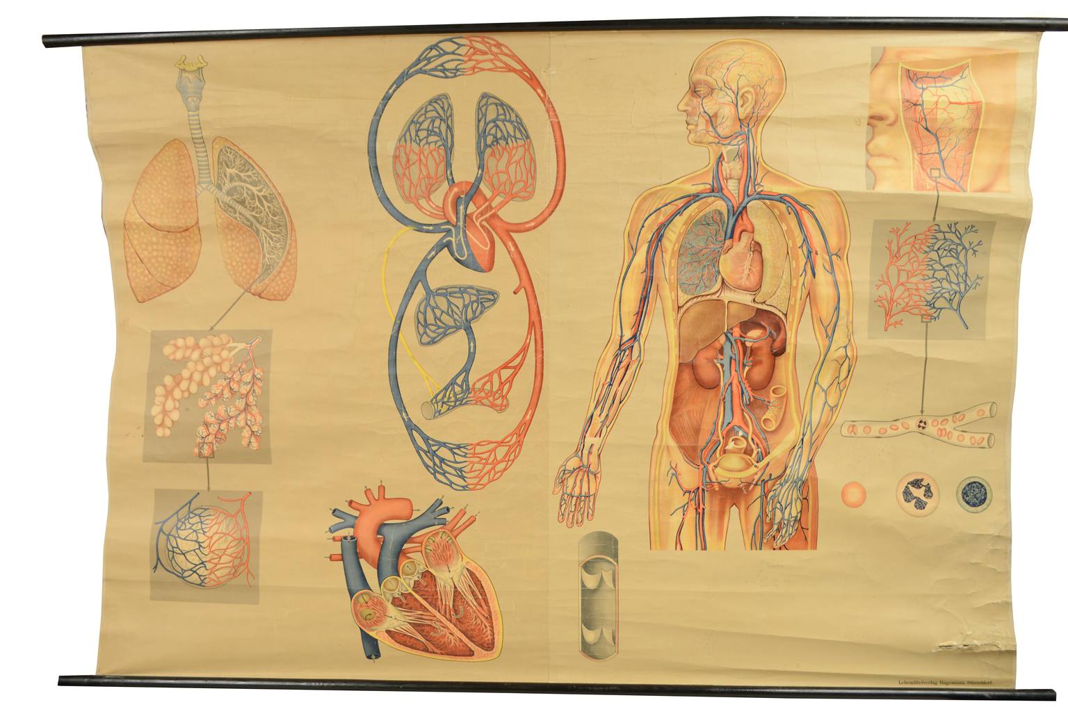 Strumenti medici d'epoca/543A-Tavola didattica