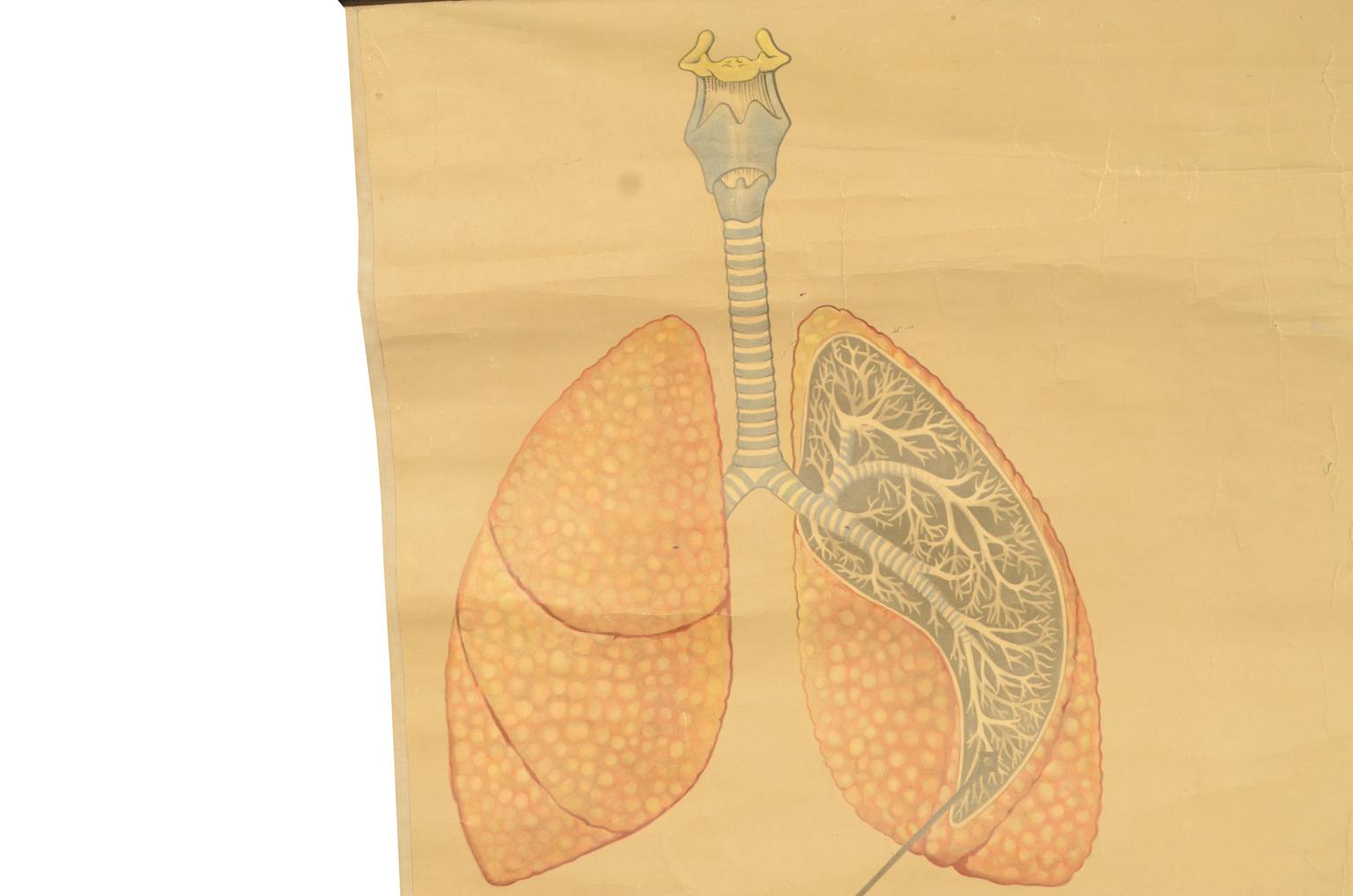 Strumenti medici d'epoca/543A-Tavola didattica