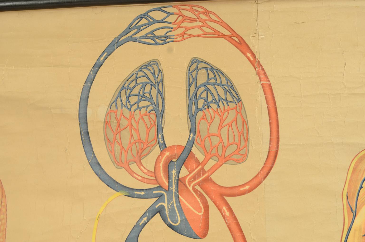 Strumenti medici d'epoca/543A-Tavola didattica