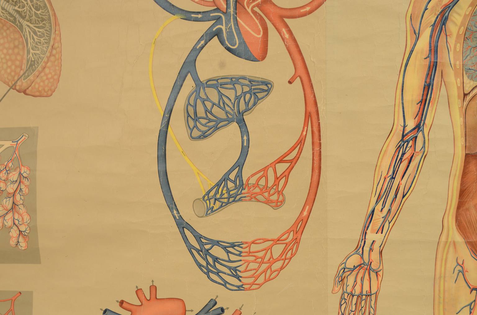 Strumenti medici d'epoca/543A-Tavola didattica