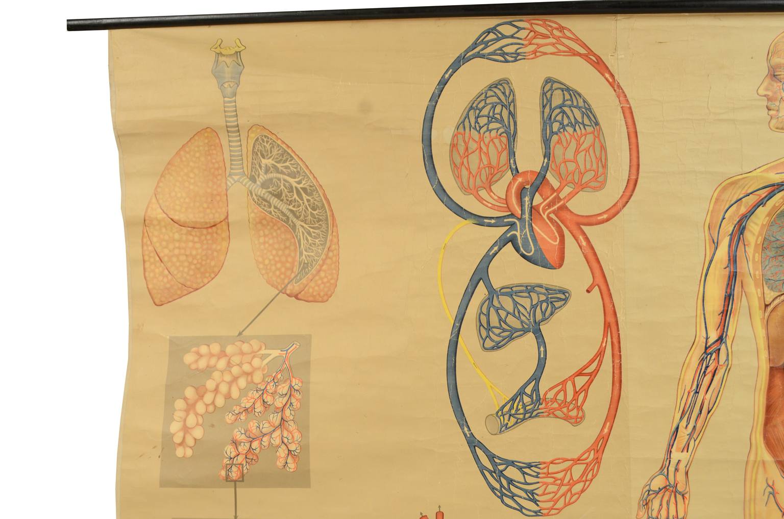 Strumenti medici d'epoca/543A-Tavola didattica