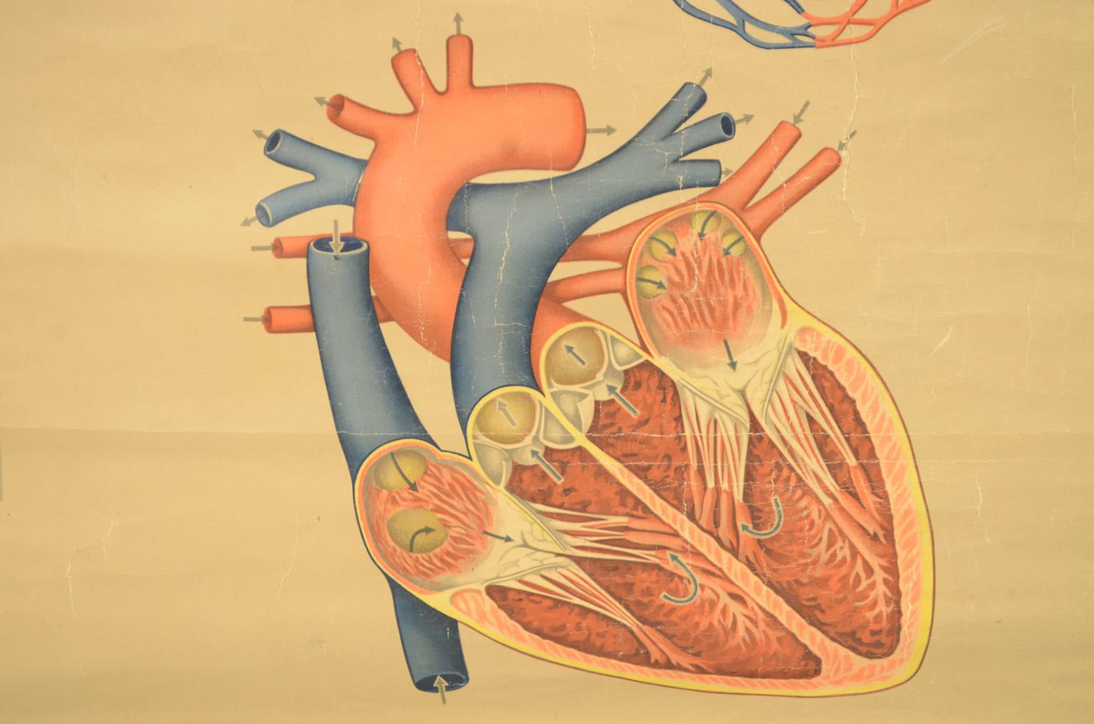 Strumenti medici d'epoca/543A-Tavola didattica