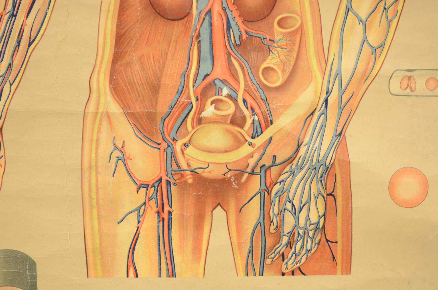 Strumenti medici d'epoca/543A-Tavola didattica