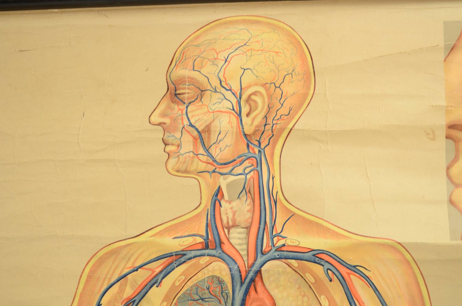 Strumenti medici d'epoca/543A-Tavola didattica