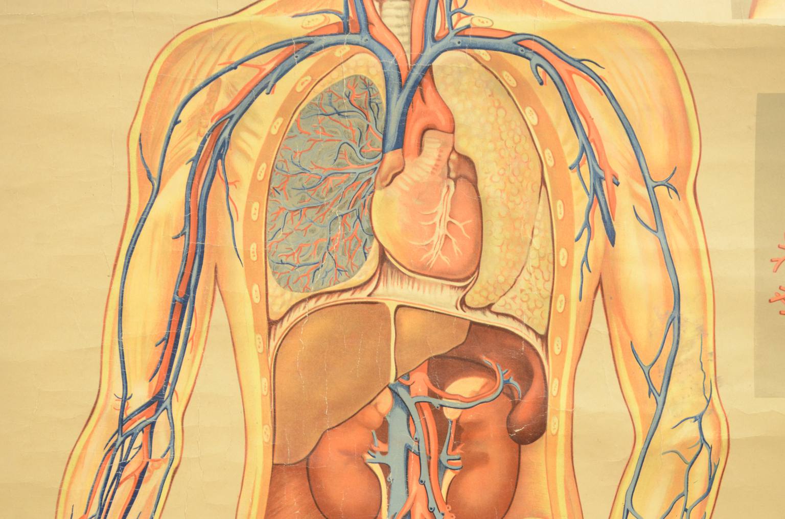 Strumenti medici d'epoca/543A-Tavola didattica