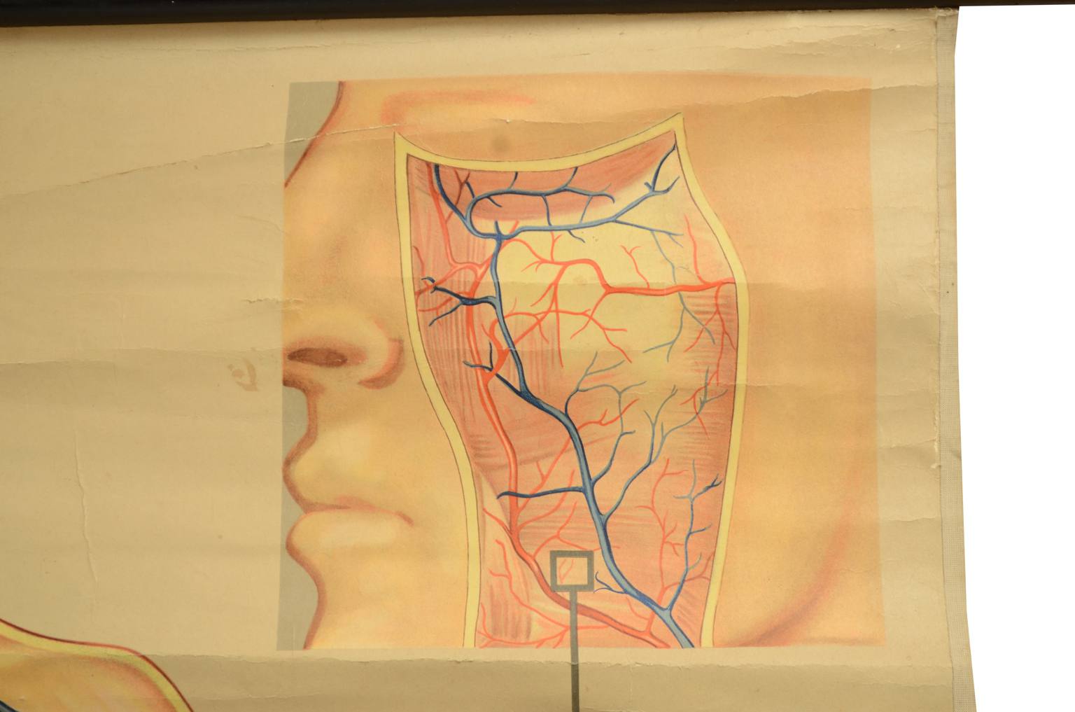 Strumenti medici d'epoca/543A-Tavola didattica