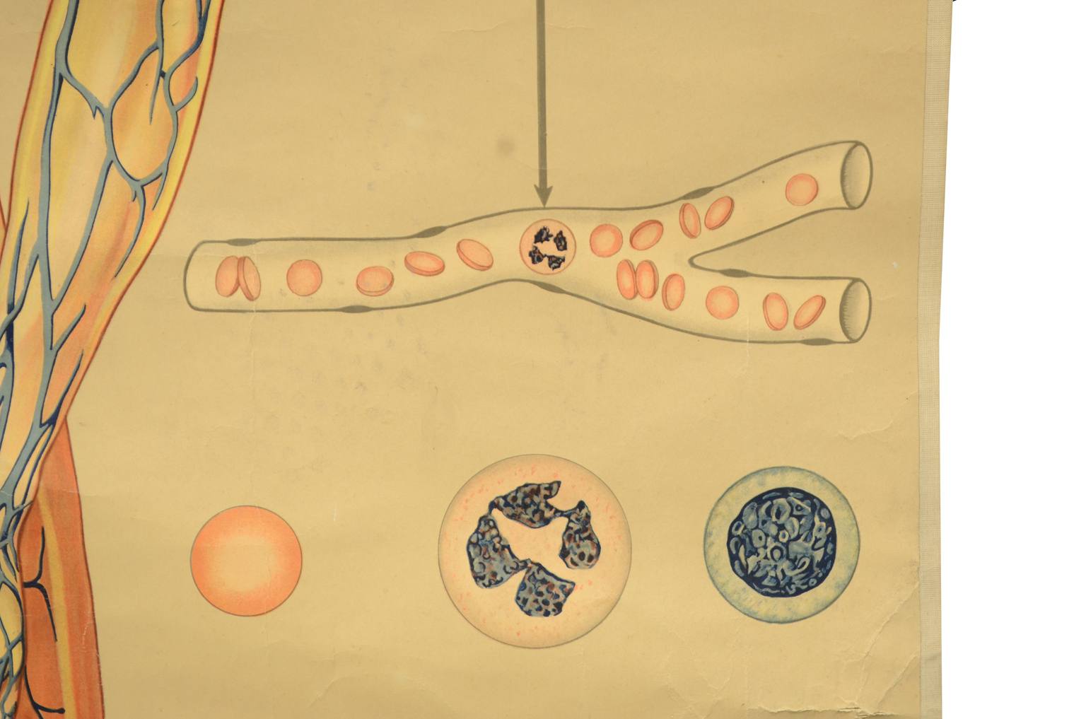 Strumenti medici d'epoca/543A-Tavola didattica