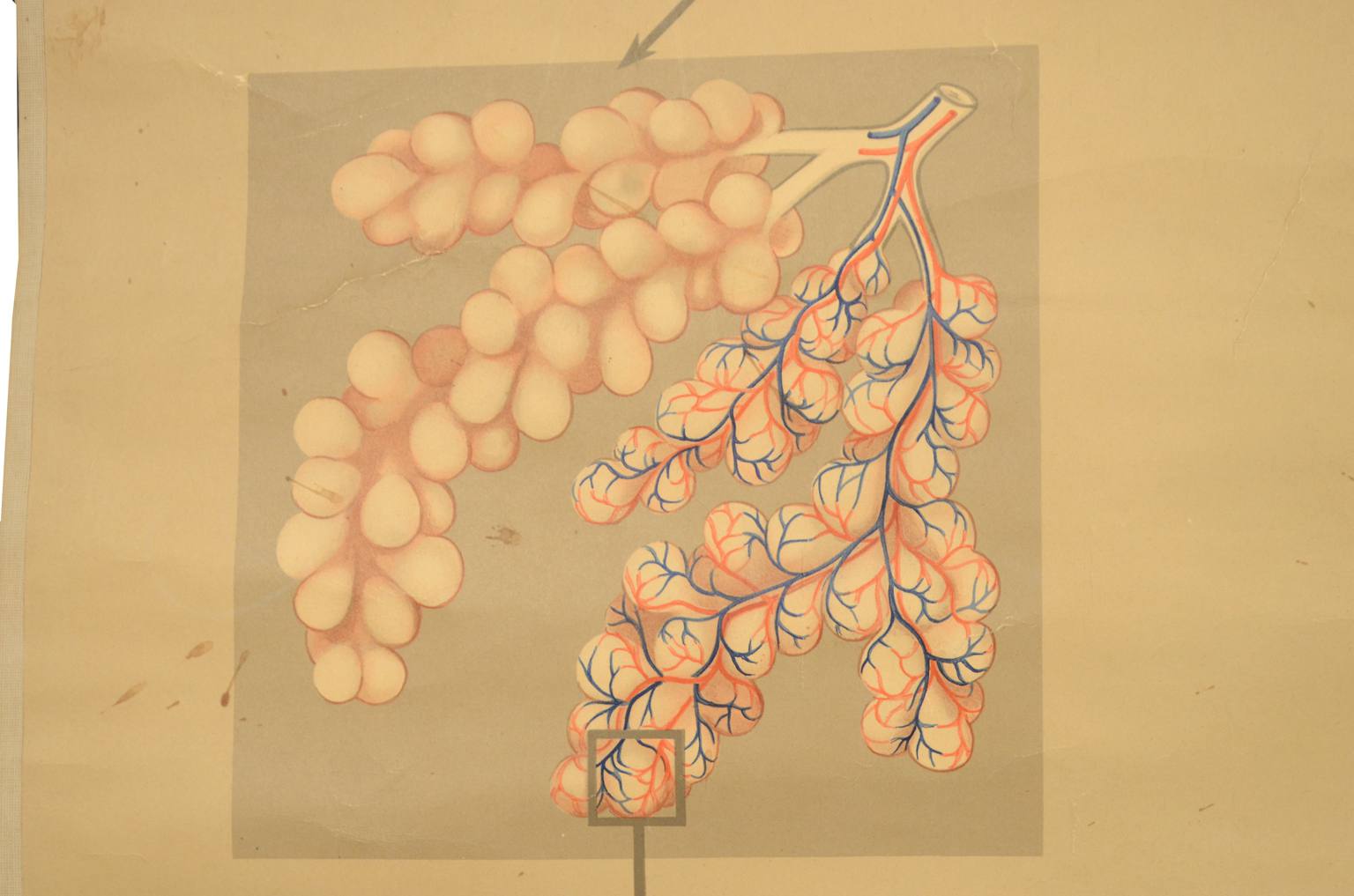 Strumenti medici d'epoca/543A-Tavola didattica