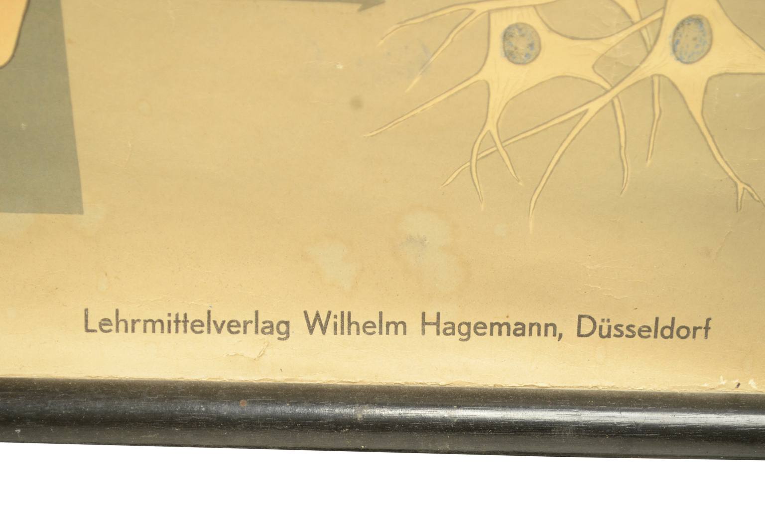 Strumenti medici d'epoca/544A-Tavola anatomica