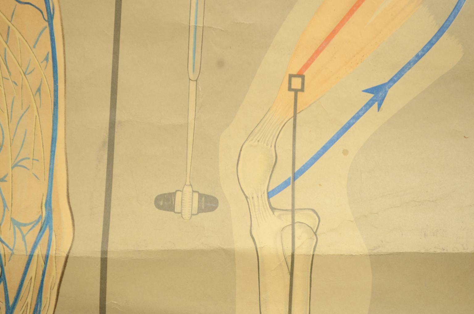 Strumenti medici d'epoca/544A-Tavola anatomica