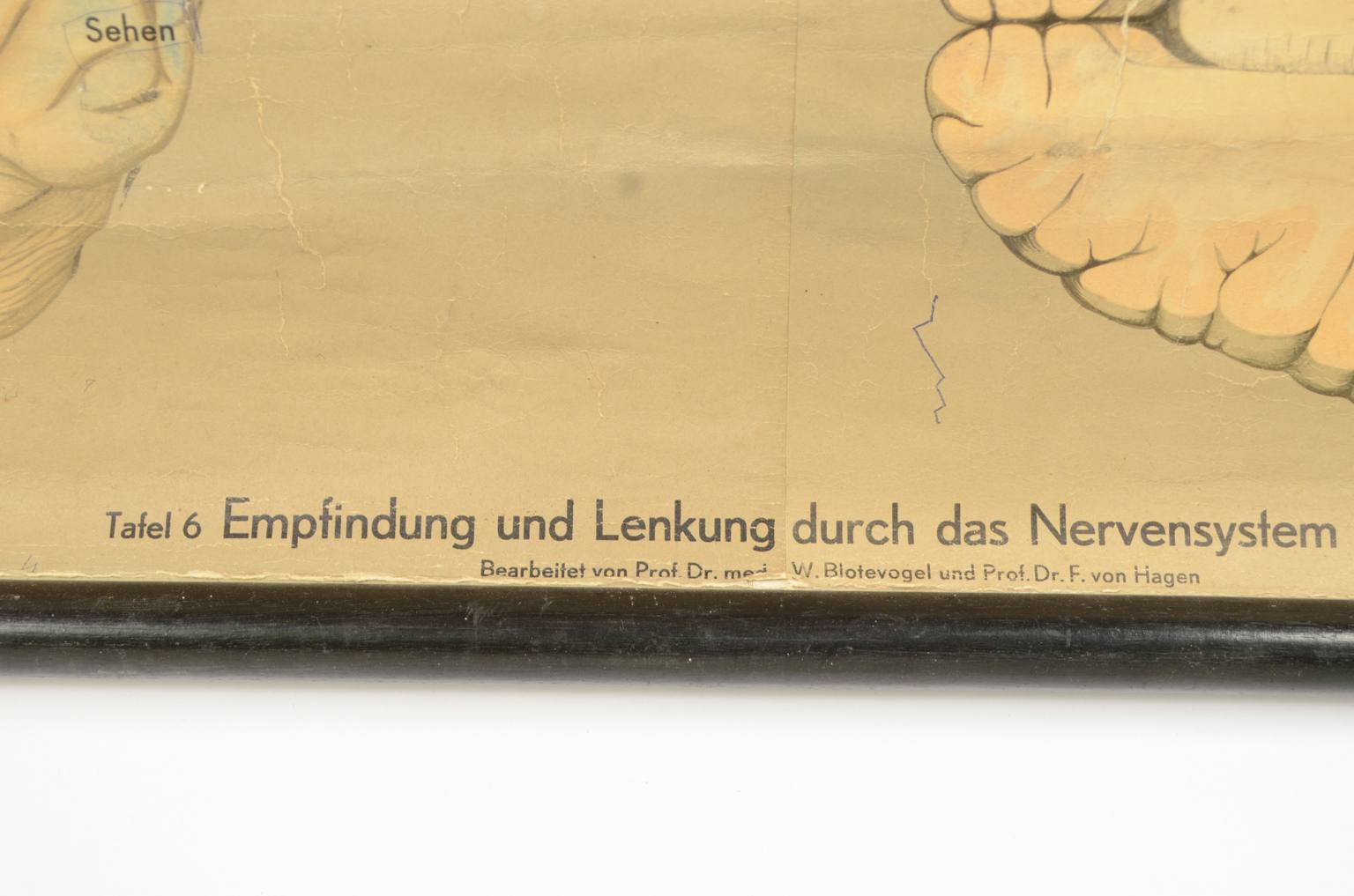 Strumenti medici d'epoca/544A-Tavola anatomica