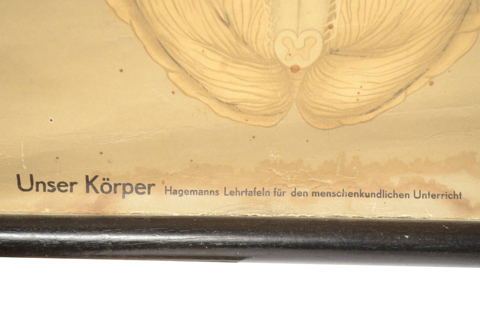 Strumenti medici d'epoca/544A-Tavola anatomica