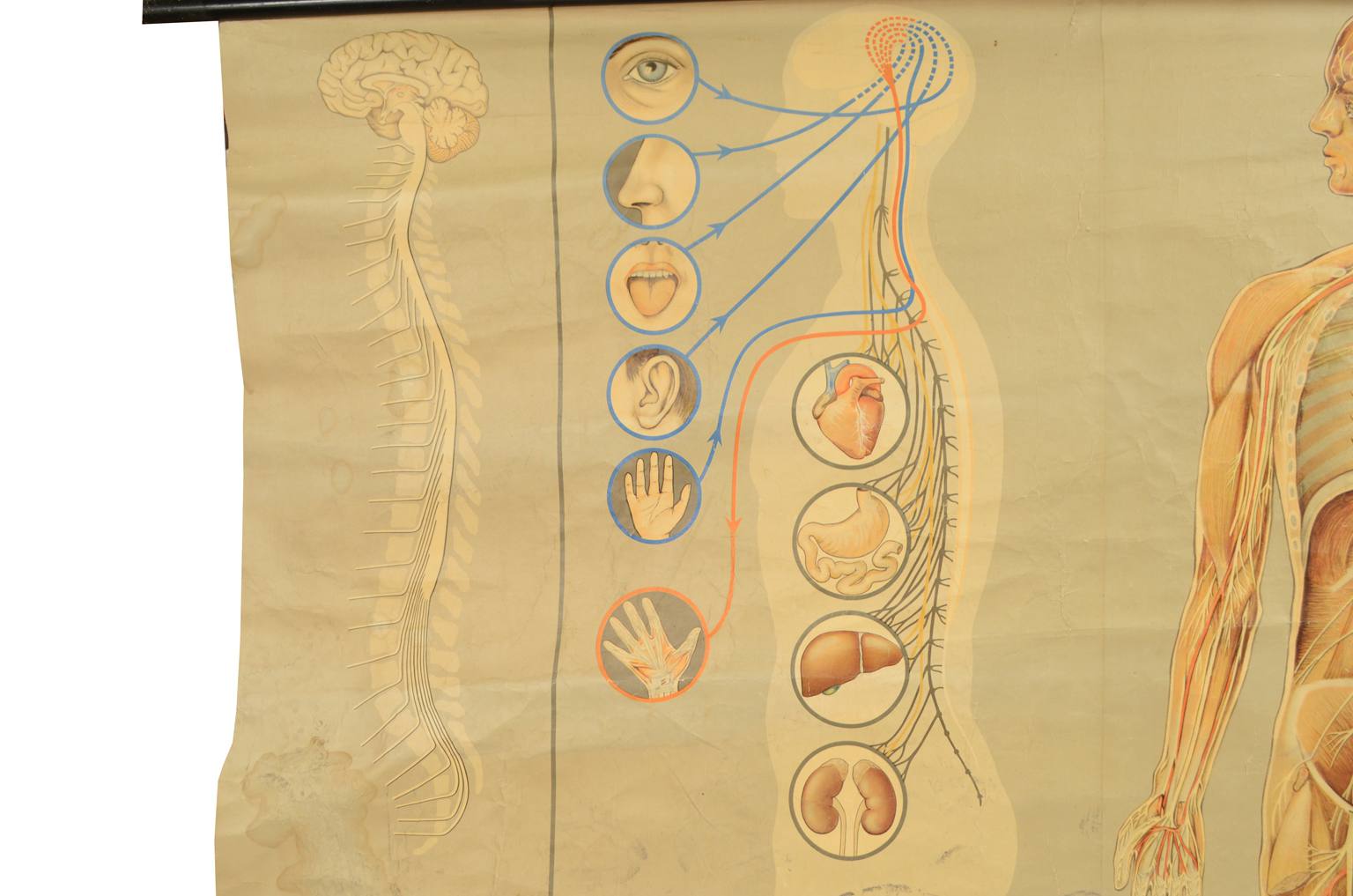 Strumenti medici d'epoca/544A-Tavola anatomica