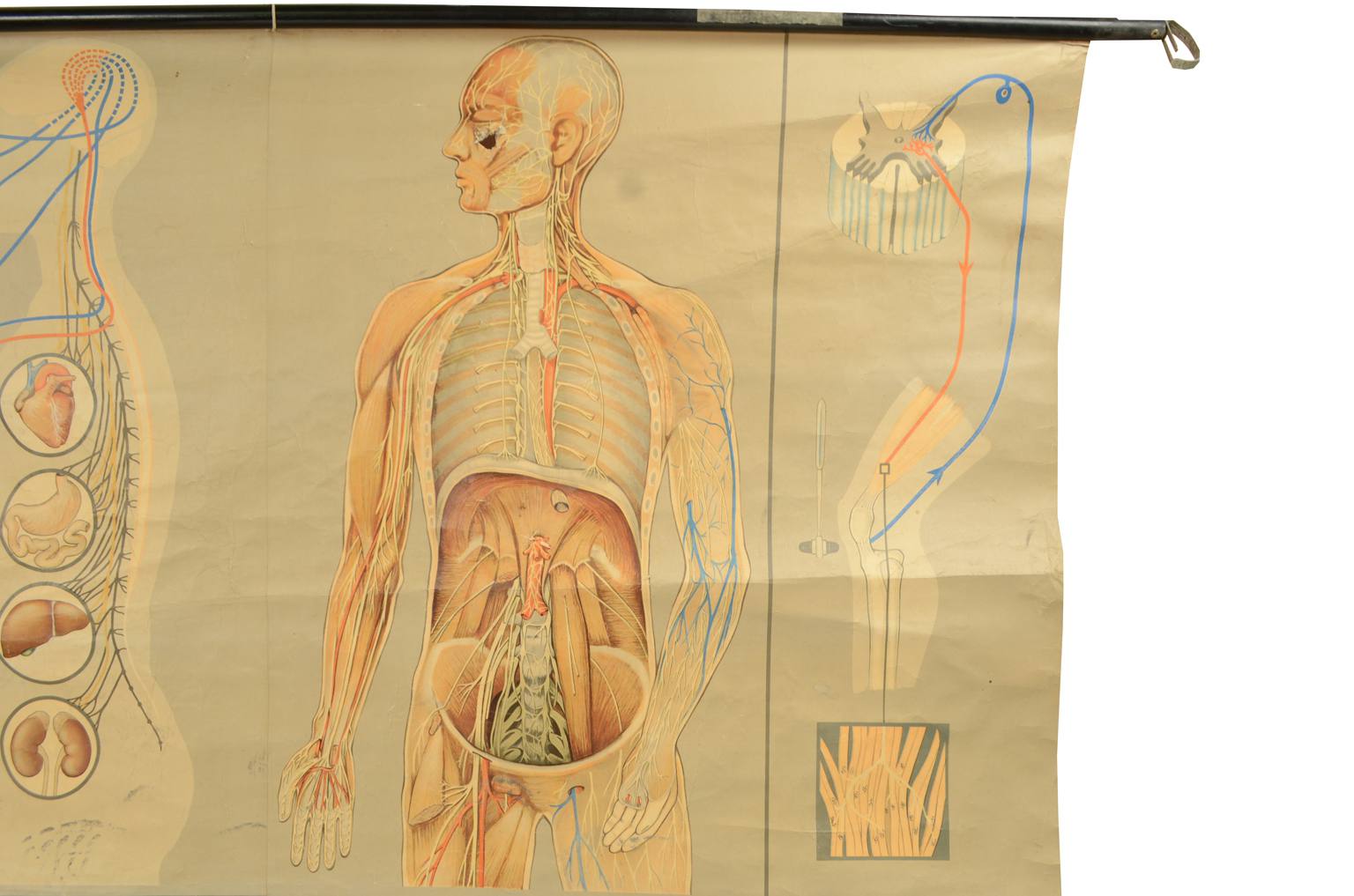 Strumenti medici d'epoca/544A-Tavola anatomica