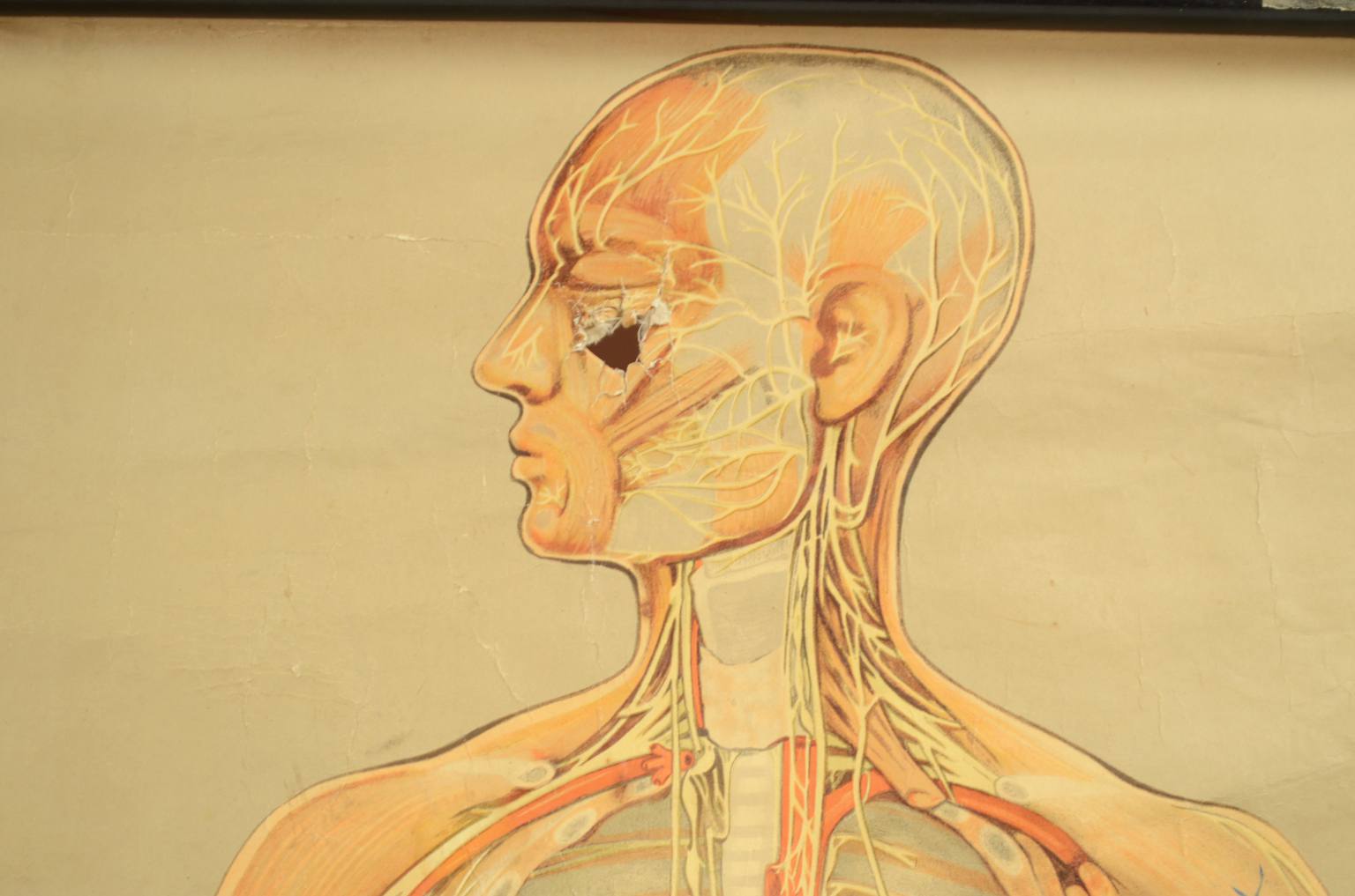 Old medical instruments/544A-Anatomical plate